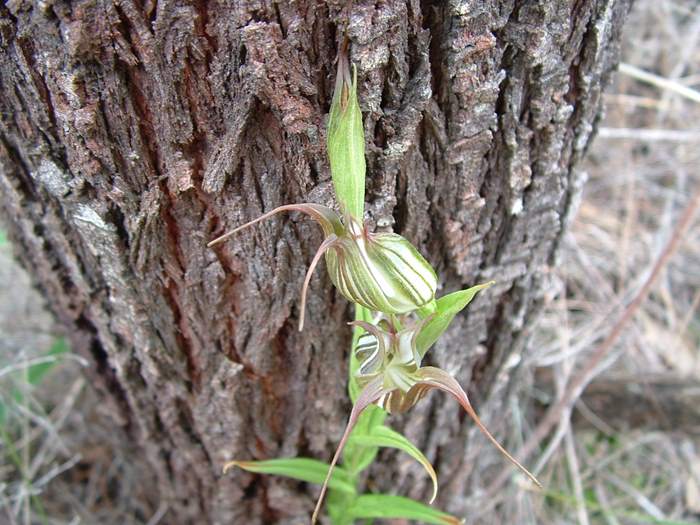 Pterostylis recurva - orchidaceae_jug.jpg